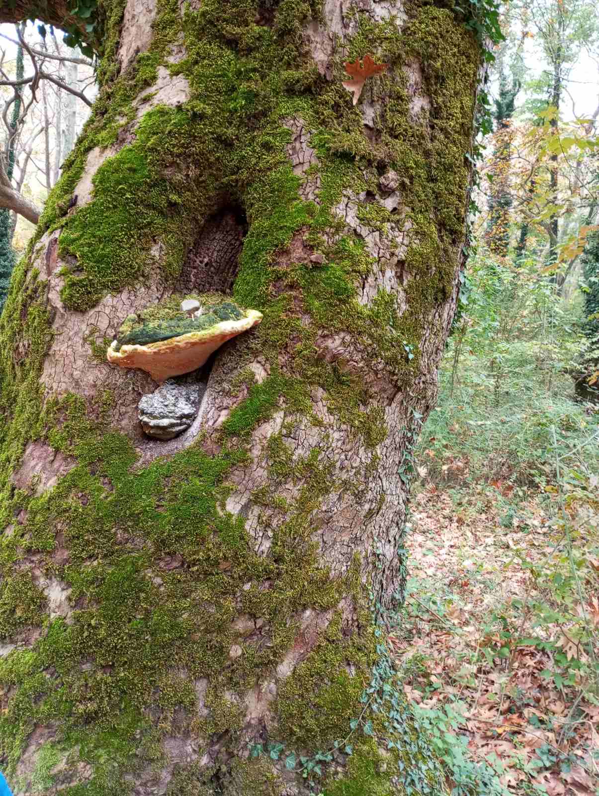 IMG e0459381034058fca78f300413925ee2 V